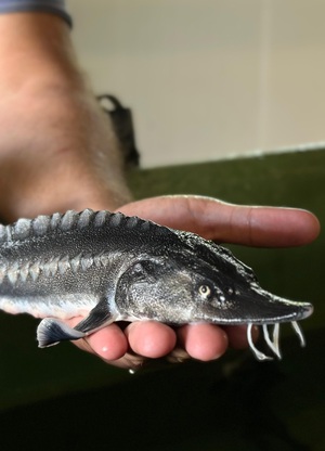 Сохранение популяции особо ценных осетровых видов рыб 