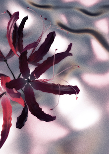 Lycoris