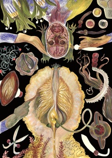 Схизандры