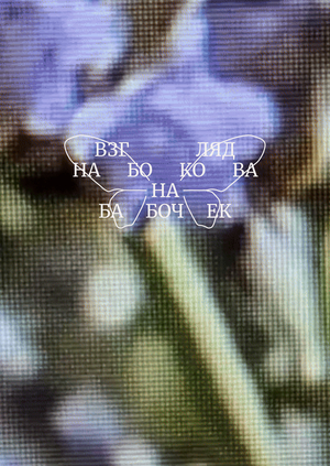 Взгляд Набокова на бабочек | лонгрид