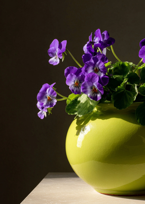 BloomPoint — приложение, где растения находят новые дома