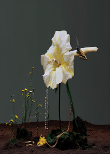 DRIES VAN NOTEN
