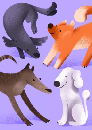 Dog-Friendly Map. Режиссерская разработка