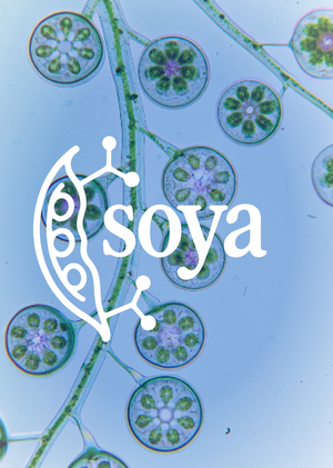 SOYA — нейро стартап для бренда веганских молекулярных сладостей