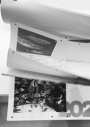 Календарь для Приморского океанариума