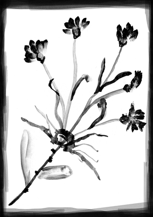 Тихий зритель