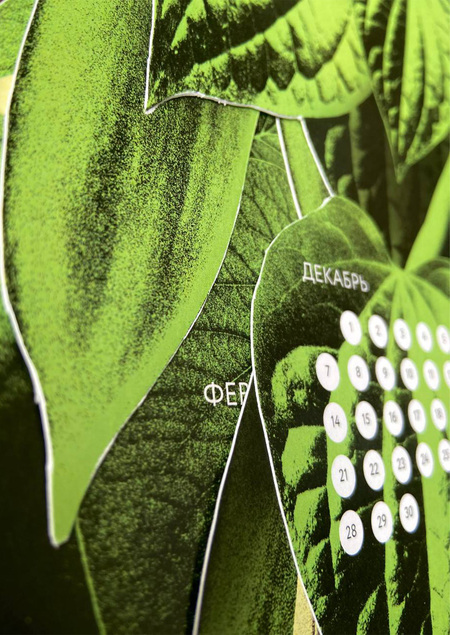Календарь свисающих растений