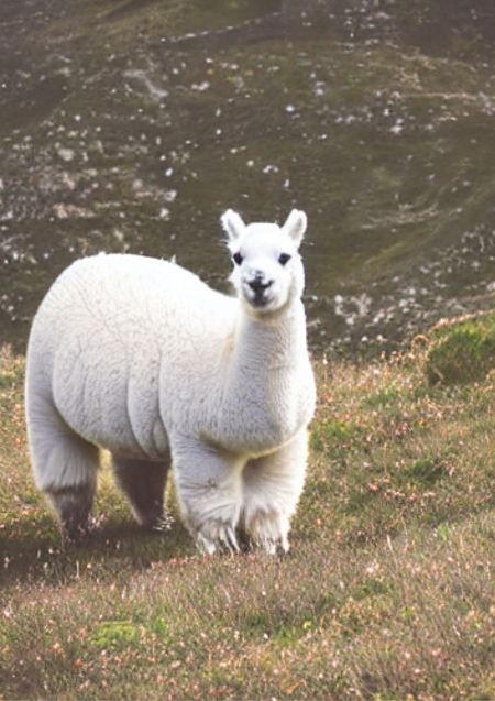 Генерация изображений альпак на основе Stable Diffusion