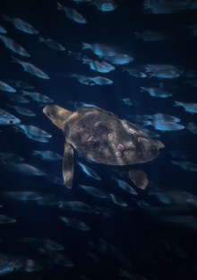 HERRINGS | Particle simulation