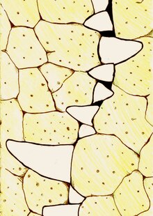 «Crocodile»