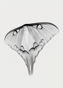 Papilio