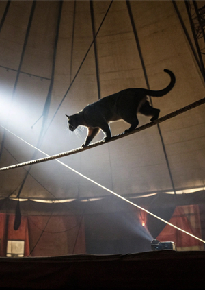 Нейро ребрендинг MEOW 