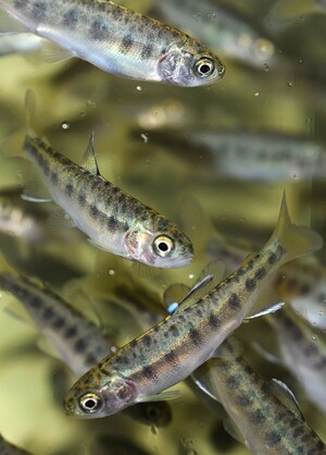 «Биотехника культивирования тихоокеанских лососей Oncorhynchus keta, Oncorh