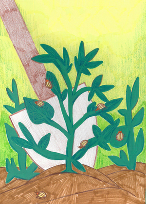 Баушкины словечки