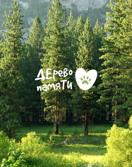 Дерево Памяти