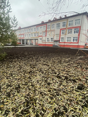 «Школа зелёных наук»: создание ботанического сада на пришкольной территории