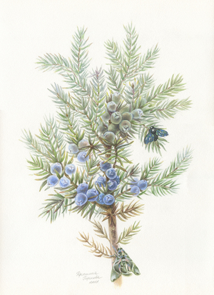 Флора Балкарии