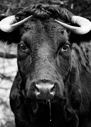 Бык в искусстве: эволюция формы от палеолита до Возрождения