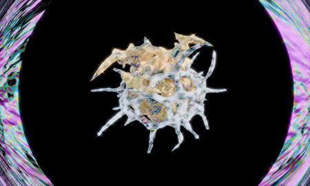 Солнце Арктики