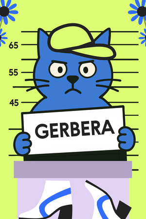 Gerbera