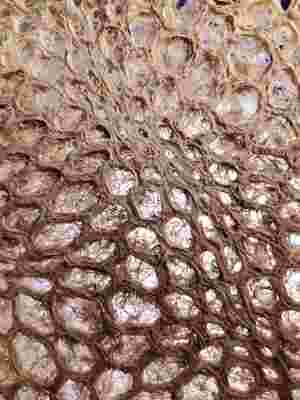 Межвидовые взаимодействия и художественные практики постантропоцентризма