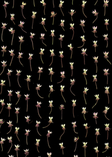 Ботанические орнаменты