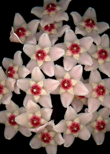 Симметрия в орнаментах ботаники и энтомологии