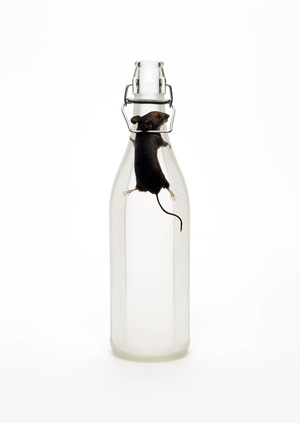 Концепция кураторского проекта «Жидкое ядро в каменной скорлупе»