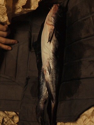 Трагическое как вершина эстетики в визуальном языке «Крестного отца»