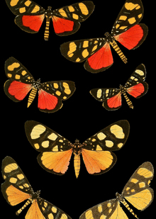 Симметрия в энтомологии