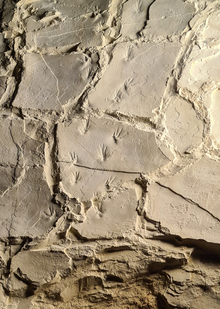 Свидетельство и доказательство