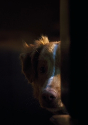 Как пахнет страх: Глазами пса