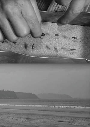 Эстетика "тихой красоты" в японском кино