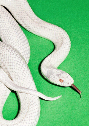 Образы животных на музыкальных обложках 2020-2025 годов