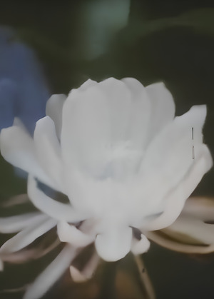 видео-дневники как инструмент визуального исследования памяти