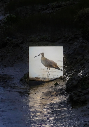 Где начинается полёт: образ птицы в современном видеоарте