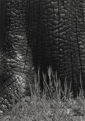 Текстура и макросъёмка: история приближения