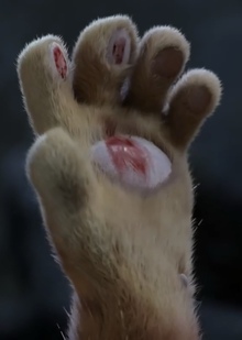 Введение. Цель и задачи исследования