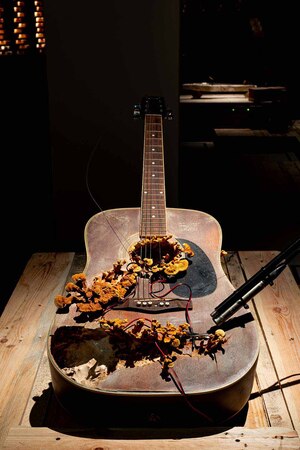 Как мы слушаем грибы?