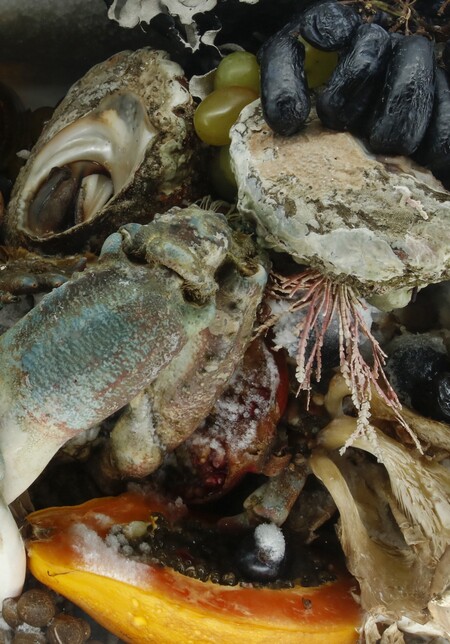 Разложение живых организмов как мотив в современном искусстве