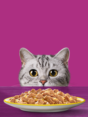 Антропоморфизм в рекламе товаров для кошек.