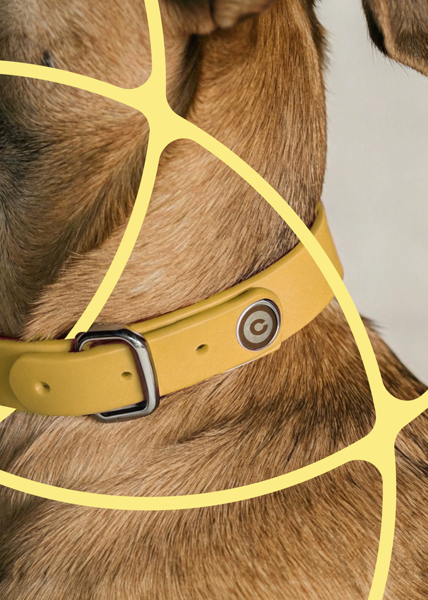 Рекламная кампания умных ошейников для домашних питомцев ВОЙС