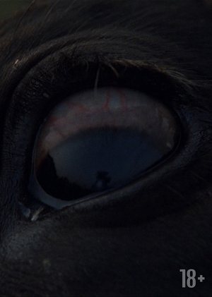 Хоррор без монстров: визуальный язык ужаса в «Иди и смотри»