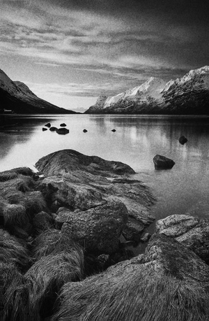 Изображение рыб и других морских животных в Северной Европе