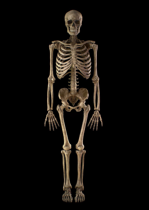 Почему скелет?