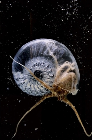 Межвидовое взаимодействие как живая среда: животное-соавтор