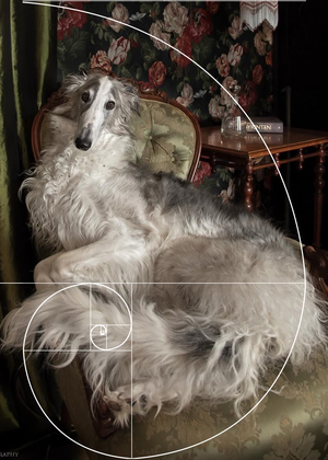 Борзая — символ элегантности в европейском искусстве 1840-1920 гг.