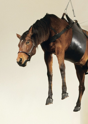 Этический вопрос задействования животных в современном искусстве