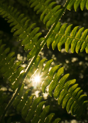 Природа в контексте документального кино про космос