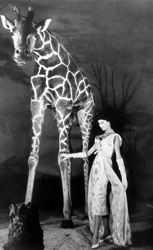  История животных в фэшн-фотографии